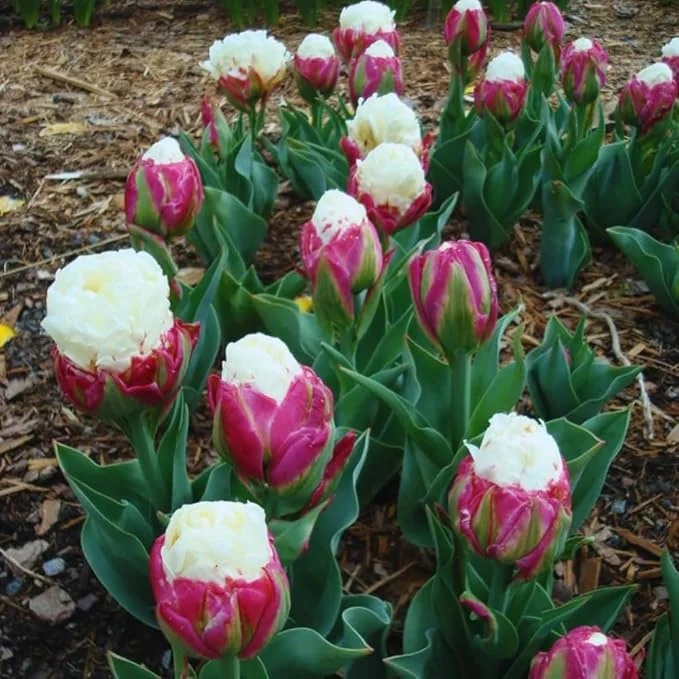 Ice Cream Tulip Bulbs – 10 Count – Perennial Flower Bulbs for Fall Planting - Image 1