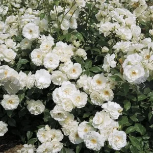 Iceberg Rose Live Plant - White Floribunda Rose Bush 5-8" Tall - Outdoor Shrub - Image 1