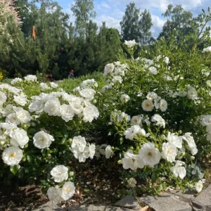 Iceberg Rose Live Plant - White Floribunda Rose Bush 5-8