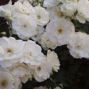 Iceberg Rose Live Plant - White Floribunda Rose Bush 5-8