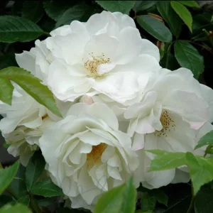 Iceberg Rose Live Plant - White Floribunda Rose Bush 5-8