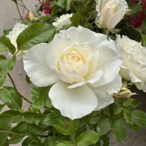 Iceberg Rose Live Plant - White Floribunda Rose Bush 5-8