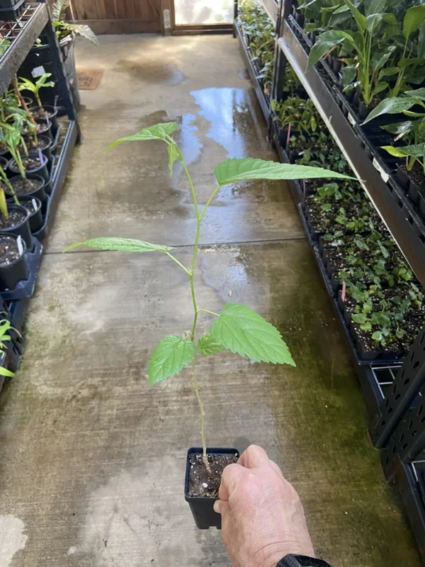 Illinois Everbearing Mulberry Tree - Live Plant, Sweet Black Fruit, 12-16 inch Seedling, Outdoor - Image 3