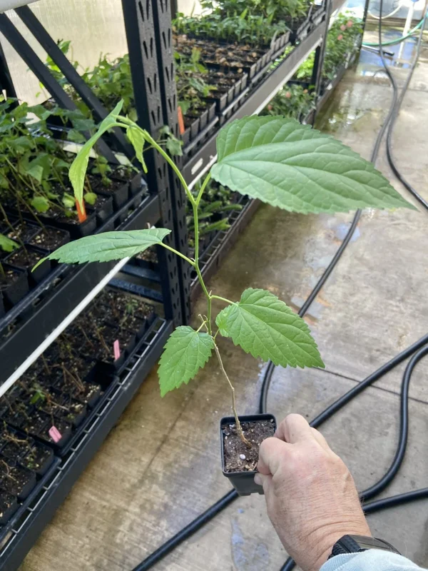 Illinois Everbearing Mulberry Tree - Live Plant, Sweet Black Fruit, 12-16 inch Seedling, Outdoor - Image 4