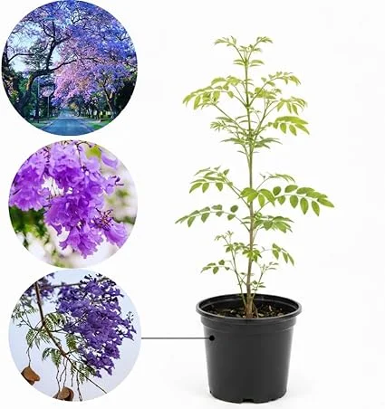 Jacaranda Live Plant, Purple Flowering Ornamental Tree, 6-9 Inches Tall - Image 2
