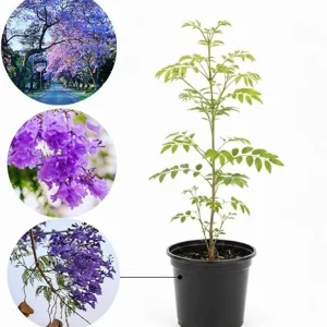 Jacaranda Live Plant, Purple Flowering Ornamental Tree, 6-9 Inches Tall - Image 4