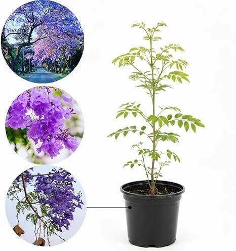 Jacaranda Live Plant, Purple Flowering Ornamental Tree, 6-9 Inches Tall - Image 4