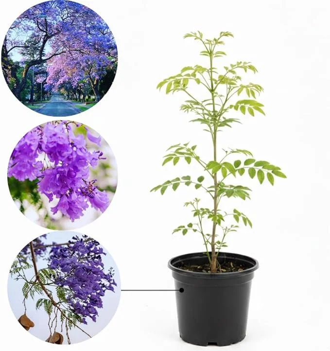 Jacaranda Live Plant, Purple Flowering Ornamental Tree, 6-9 Inches Tall - Image 6