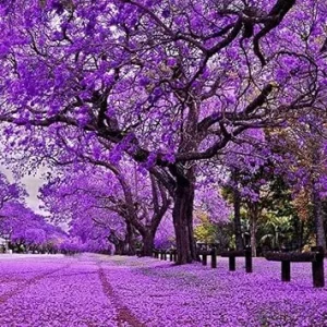 Jacaranda Live Tree Plant, Purple Blue Flowers, 6-10 Inches Tall, Outdoor - Image 7
