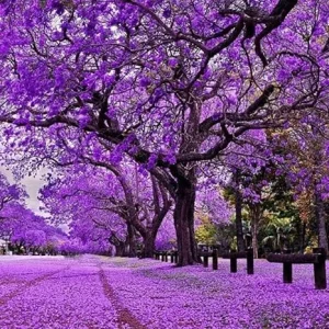 Jacaranda Live Tree Plant, Purple Blue Flowers, 6-10 Inches Tall, Outdoor - Image 1