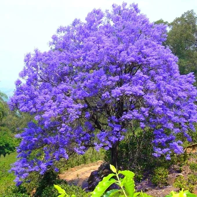 Jacaranda Mimosifolia Tree Live Plant - Purple Blue, 7-11 Inch Tall Seedling - Image 2