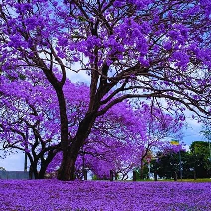 Jacaranda Tree Live Plant - Mimosifolia Purple Flowering Tree 6-10 in Tall - Image 5