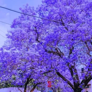 Jacaranda Tree Live Plant - Purple Blue Blooms, 6-12 in Tall, 4" Pot, Full Sun - Image 2