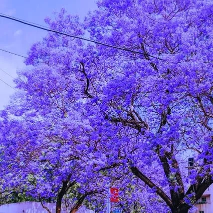 Jacaranda Tree Live Plant - Purple Blue Blooms, 6-12 in Tall, 4" Pot, Full Sun - Image 4