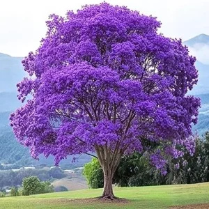 Jacaranda Tree Live Plant - Purple Blue Flowering, 6-10" Tall Outdoor - Image 2