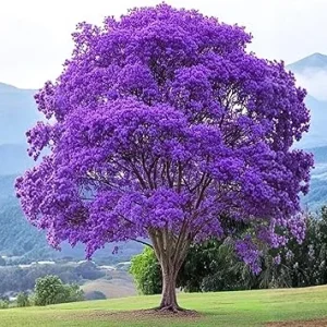 Jacaranda Tree Live Plant - Purple Blue Flowering, 6-10" Tall Outdoor - Image 1