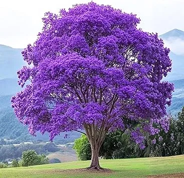 Jacaranda Tree Live Plant - Purple Blue Flowering, 6-10" Tall Outdoor - Image 1