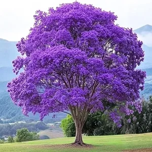 Jacaranda Tree Live Plant - Purple Blue Flowering, 6-10