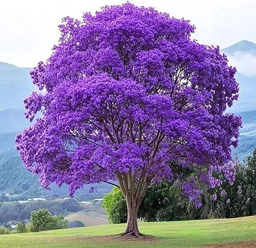 Jacaranda Tree Live Plant - Purple Blue Flowering, 6-10" Tall Outdoor - Image 7