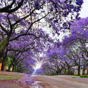 Jacaranda Tree Live Plant, Purple Flowering Ornamental Tree, 6-9 Inches Tall, Outdoor - Image 3