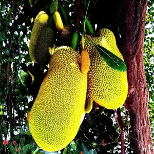 Jackfruit Tree Live Plant – 1 Year Old, 8-14" Tall Tropical Fruit Tree for Outdoor Planting - Image 2