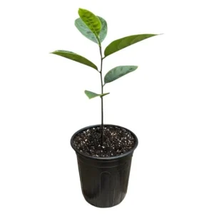 Jackfruit Tree Live Plant - Tropical Fruit Seedling, 8-12 Inch Tall, 4 Inch Pot - Image 10