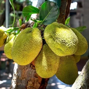 Jackfruit Tree Live Plant - Tropical Fruit Seedling, 8-12 Inch Tall, 4 Inch Pot - Image 2