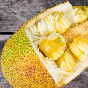 Jackfruit Tree Live Plant - Tropical Fruit Seedling, 8-12 Inch Tall, 4 Inch Pot - Image 3