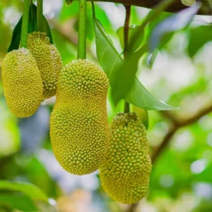 Jackfruit Tree Live Plant - Tropical Fruit Seedling, 8-12 Inch Tall, 4 Inch Pot - Image 4