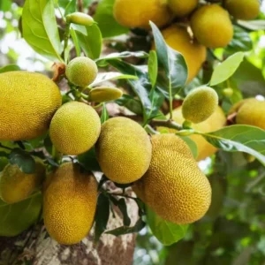 Jackfruit Tree Live Plant - Tropical Fruit Seedling, 8-12 Inch Tall, 4 Inch Pot - Image 5