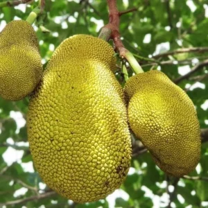 Jackfruit Tree Live Plant - Tropical Fruit Seedling, 8-12 Inch Tall, 4 Inch Pot - Image 6