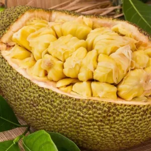 Jackfruit Tree Live Plant - Tropical Fruit Seedling, 8-12 Inch Tall, 4 Inch Pot - Image 7