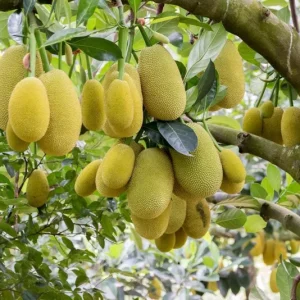 Jackfruit Tree Live Plant - Tropical Fruit Seedling, 8-12 Inch Tall, 4 Inch Pot - Image 8