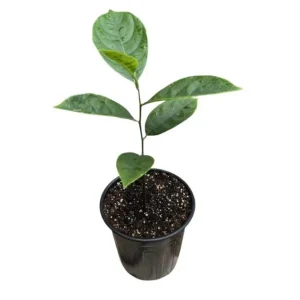 Jackfruit Tree Live Plant - Tropical Fruit Seedling, 8-12 Inch Tall, 4 Inch Pot - Image 9