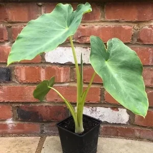 Jacks Giant Colocasia Live Plant - Elephant Ear Taro, 5-9