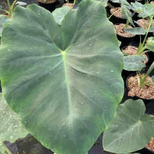 Jacks Giant Colocasia Live Plant - Elephant Ear Taro, 5-9