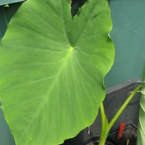 Jacks Giant Colocasia Live Plant - Elephant Ear Taro, 5-9