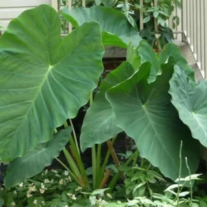 Jacks Giant Colocasia Live Plant - Elephant Ear Taro, 5-9" Tall - Image 1