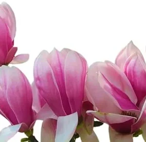 Jane Magnolia Tree Live Plant 2 Ft Tall – Purple Flowering Deciduous Shrub for Outdoor - Image 4