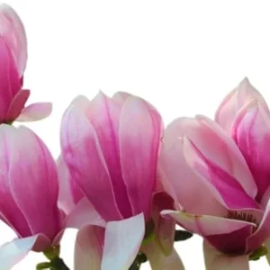 Jane Magnolia Tree Live Plant 2 Ft Tall – Purple Flowering Deciduous Shrub for Outdoor - Image 1