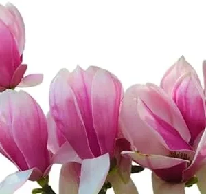 Jane Magnolia Tree Live Plant 3 Ft Tall - Purple Flowering Tulip Lily Magnolia - Image 2