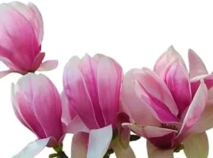 Jane Magnolia Tree Live Plant 3 Ft Tall - Purple Flowering Tulip Lily Magnolia - Image 5