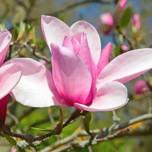 Jane Magnolia Tree Live Plant 6-12 Inches Tall, 2.5 Inch Pot, Pink Fragrant Flowers - Image 3