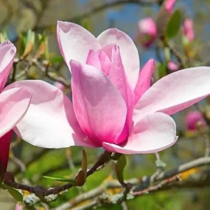 Jane Magnolia Tree Live Plant 6-12 Inches Tall, 2.5 Inch Pot, Pink Fragrant Flowers - Image 4