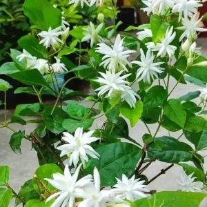 Jasmine Belle of India Live Plant – Jasminum Sambac Shrub – 2 Starter Plants 5-8 Inch Tall - Image 10