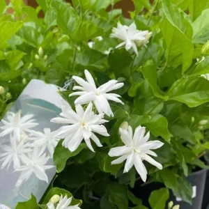 Jasmine Belle of India Live Plant - Jasminum Sambac Shrub - Double White Flowers - 5-8