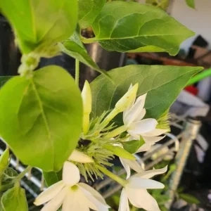 Jasmine Belle of India Live Plant - Jasminum Sambac Shrub - Double White Flowers - 5-8