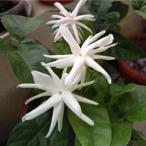 Jasmine Belle of India Live Plant – Jasminum Sambac Shrub – 2 Starter Plants 5-8 Inch Tall - Image 4
