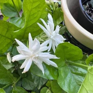 Jasmine Belle of India Live Plant - Jasminum Sambac Shrub - Double White Flowers - 5-8