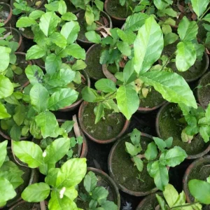 Jasmine Belle of India Live Plant – Jasminum Sambac Shrub – 2 Starter Plants 5-8 Inch Tall - Image 5